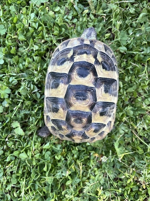 Griechische Landschildkröten NZ 2020