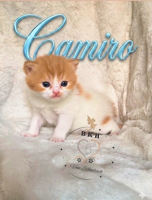 BKH Britisch Kurzhaar Kitten Kater 