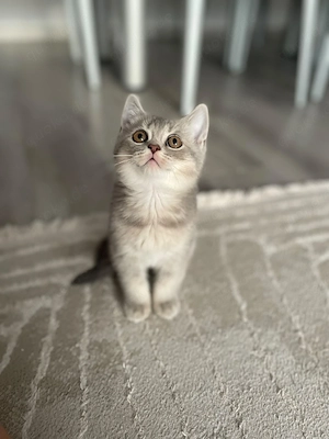 Süße Kitten suchen ein liebesvolles Zu hause     