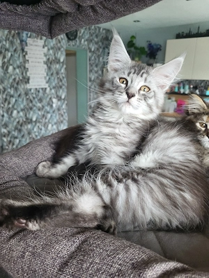 Kitten von xxl Coonis und Champions in der Abstammung 