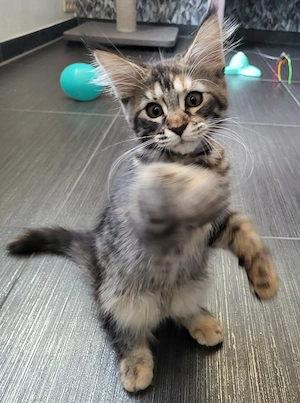 Kitten von xxl Coonis und Champions in der Abstammung 
