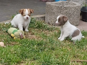 Chihuahua Welpen 4 Mädchen 2Jungs 