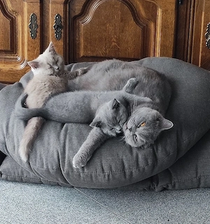 BKH Katerchen 