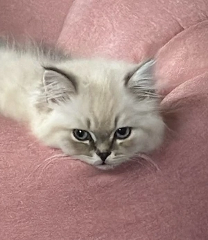 Britisch Langhaar Kater