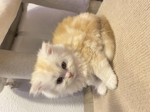 1 süßer toller Persekater