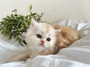 1 süßer toller Persekater