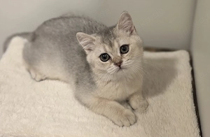 Bkh Kitten mit Stammbaum 
