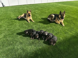 Schäferhund Welpen