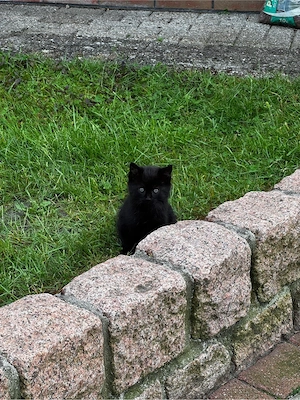 ein katzenbaby schwarz , weiblich .