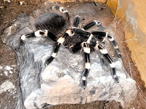 Vogelspinnen und Skorpion 