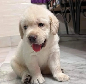 Wunderschöner Labrador Retriever Welpe   Liebevoll, Gesund & Familienfreundlich 