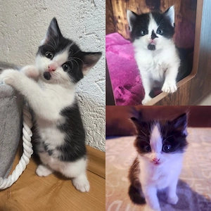 Main Coon   BKH Mix Kitten Langhaar 250  Kurzhaar 200  Pocking  