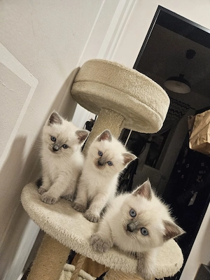 Heilige birma, bkh blue point mix