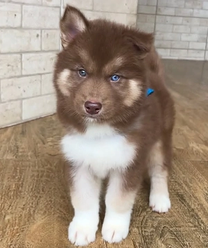  Wunderschöner Siberian Husky Welpe   Blaue Augen & Bereit für ein liebevolles Zuhause 