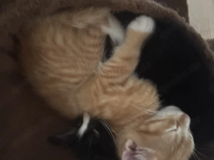 Roter Maine Coon Mixkater sucht seine Menschen