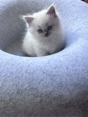 BKH Kitten Kater und Katzen 