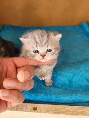 Bkh und Blh katzen 