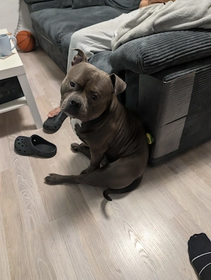 American Bully XL - Geimpft Gechipt 1 1 2 Jahre alt