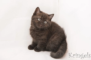 Traumhaftes Selkirk Rex Mädchen "Bijou" (20 Wochen) sucht Kuschelplatz auf Lebenszeit! 