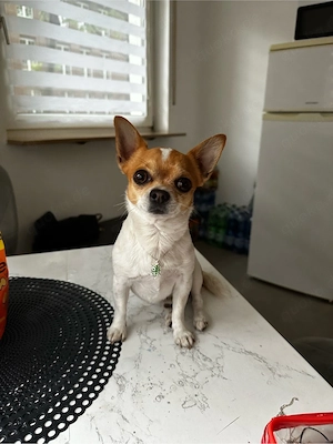 Deckrüde Chihuahua 