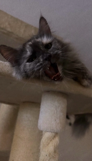 maine coon xl katzen mädchen 