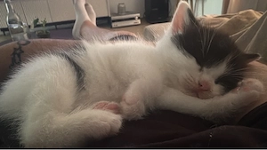 Süßer BKH-Mix Kater sucht sein Für-Immer-Zuhause   