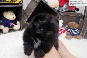 Bezaubernde Pomeranian-Welpen suchen ein liebevolles Zuhause 