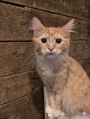 Rote Katzen Geschwister
