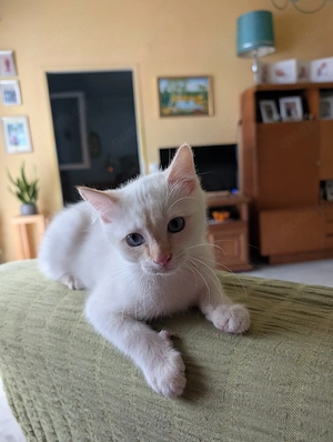 süße Kitten abzugeben ekh Heilige Birma Mix 