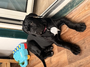 Cane Corso Welpe 12 Wochen alt. 