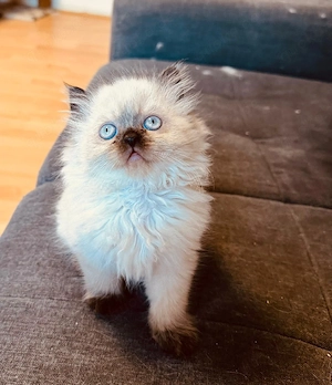 bkh kitten junge