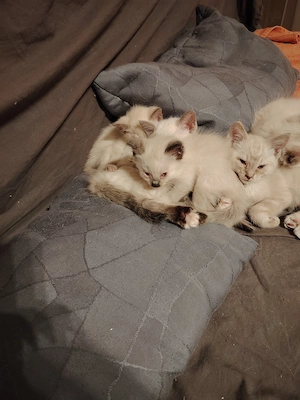 Ragdollkitten und Ragdollmixe 
