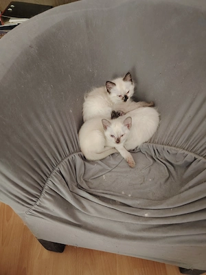 Ragdollkitten und Ragdollmixe 