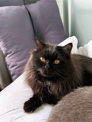Wunderschöner BKH Maincoon mix kater 