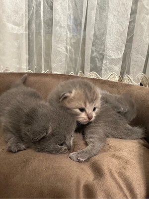 britische Langhaar Katzen