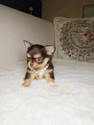 Weiblicher Teacup-Chihuahua verfügbar. 