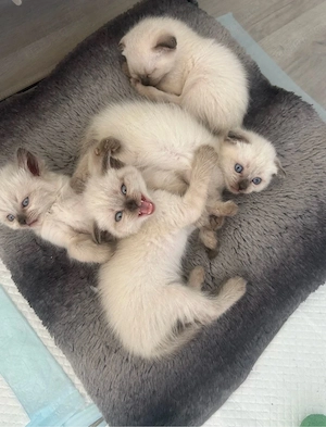 Wunderschöne BKH-Siam- Kitten
