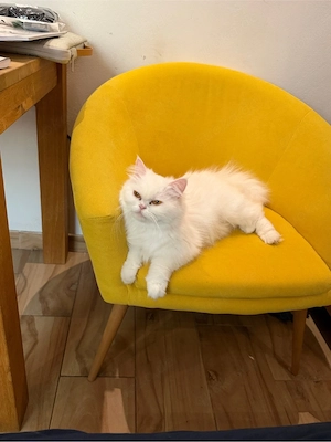 perser katze