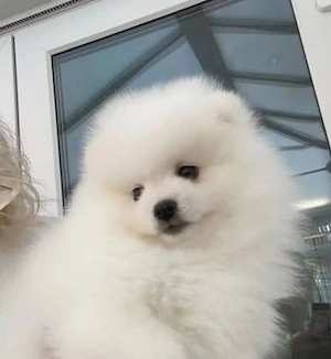 Suße Pomeranian-Welpen zu verkaufen