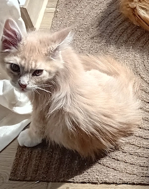 Maine coon reinrassig, weiblich 