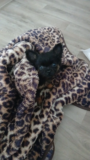 chihuahua prager mischling sucht liebevolles zuhause 