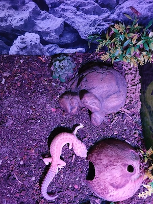 Leopardgeckos zu Verkaufen mehrere Weibchen und 1 Männchen ab 20 Euro .  