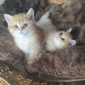 Bkh Kitten Reinrassig Gold
