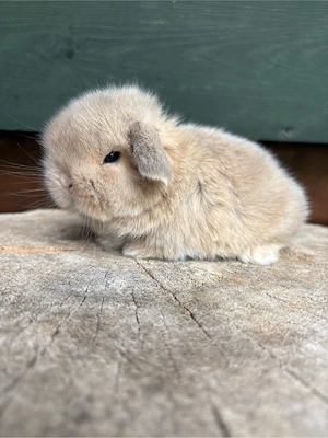 Typvolle Monilop Zwergwidder Kaninchen babys 