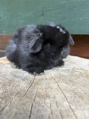 Typvolle Monilop Zwergwidder Kaninchen babys 