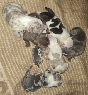 Reinrassige American Bully Welpen suchen ihr Zuhause