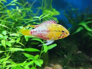 Apistogramma Zwergbuntbarsch 