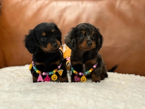Nur die beiden weiblichen Welpen, Brownie  und Minnie , wurden aktualisiert und sind nun 8 Woche