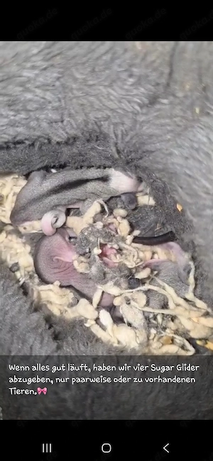 4 Sugar Glider Joys