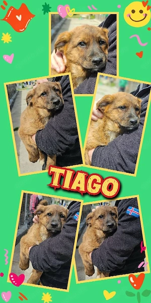 wunderschöner Welpenjunge "Tiago" sucht ein liebevolles Zuhause 